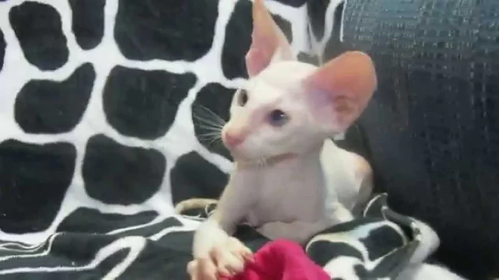 Watch the video about Peterbald Bald and Suede Kittens at play 8/29/2015