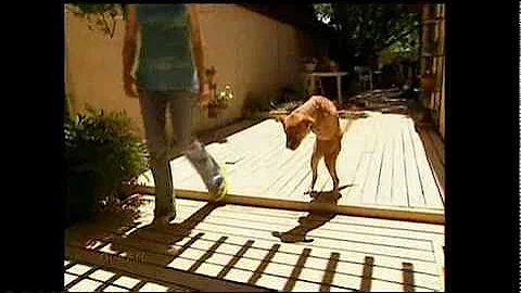 A dog with only 2 hind legs walks