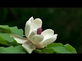 里山散歩　キンラン、ギンラン、朴の花　　2018・4・24   (4K)
