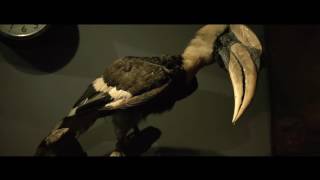 Just Another Night At Hornbill Hd1080