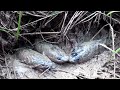 Unbelievable! A lot of FISH Live Under The GRASS - Dry Lake Fishing Videos