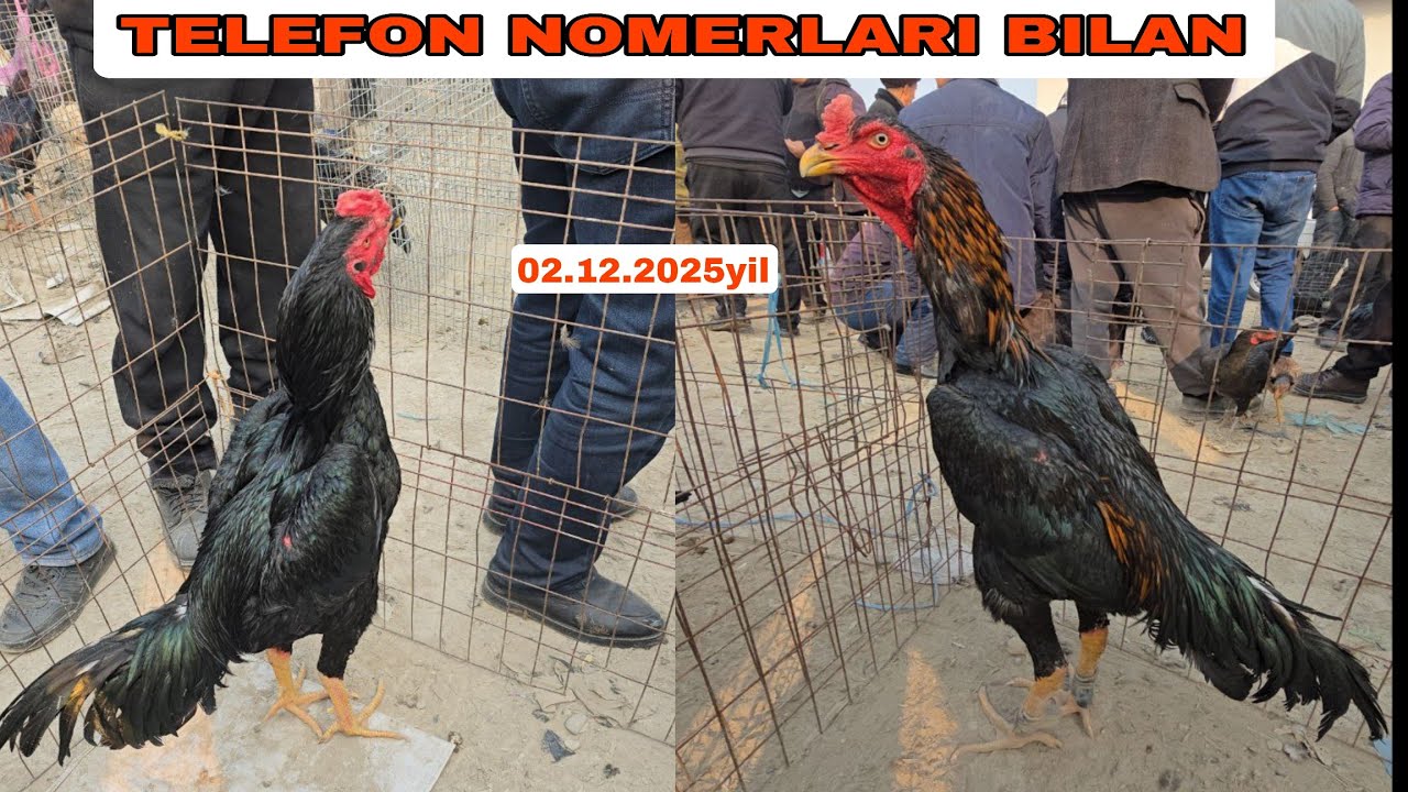 DAKANLAR  Shaxrihon choʻja bozori