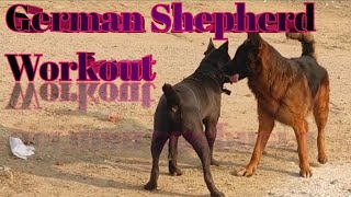 German Shepherd Workout #abhaypetslover by Abhay Pets Lover 107 views 4 weeks ago 8 minutes, 30 seconds