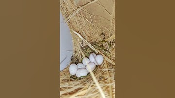 Java finch complete eggs