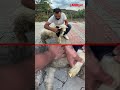 Ayağı kırılan kuzuya geleneksel tedavi #shorts
