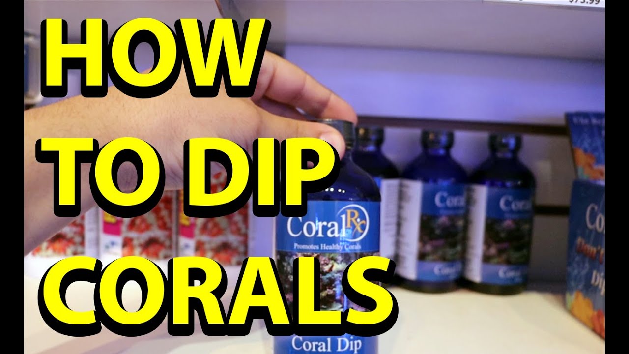 How To Dip Corals \\ A Great Habit To Get Into YouTube
