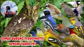 suara pikat burung kecil paling di cari anti zonk jejak si thole #part 101