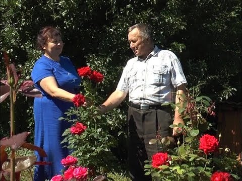 Розалар илендә