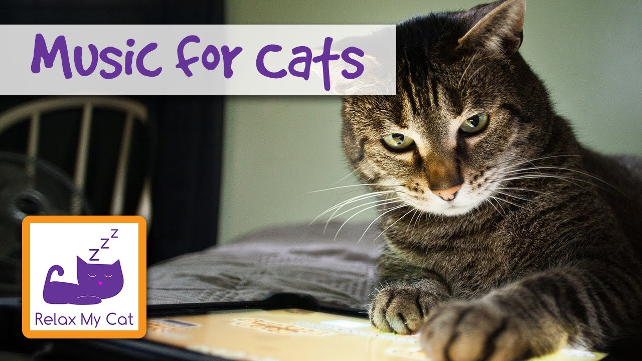 Relax Your Cat Using This Music The Original Music For Cats Youtube