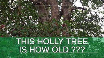 How Can You Determine the Age of a Tree Without Cutting It?