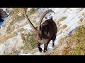 Hiking in Switzerland | Gemmenalphorn via Niederhorn with Ibex | Swiss Alps Canton Bern | 2020 (4K)