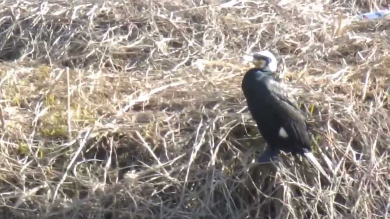 この鳥何の鳥 Youtube