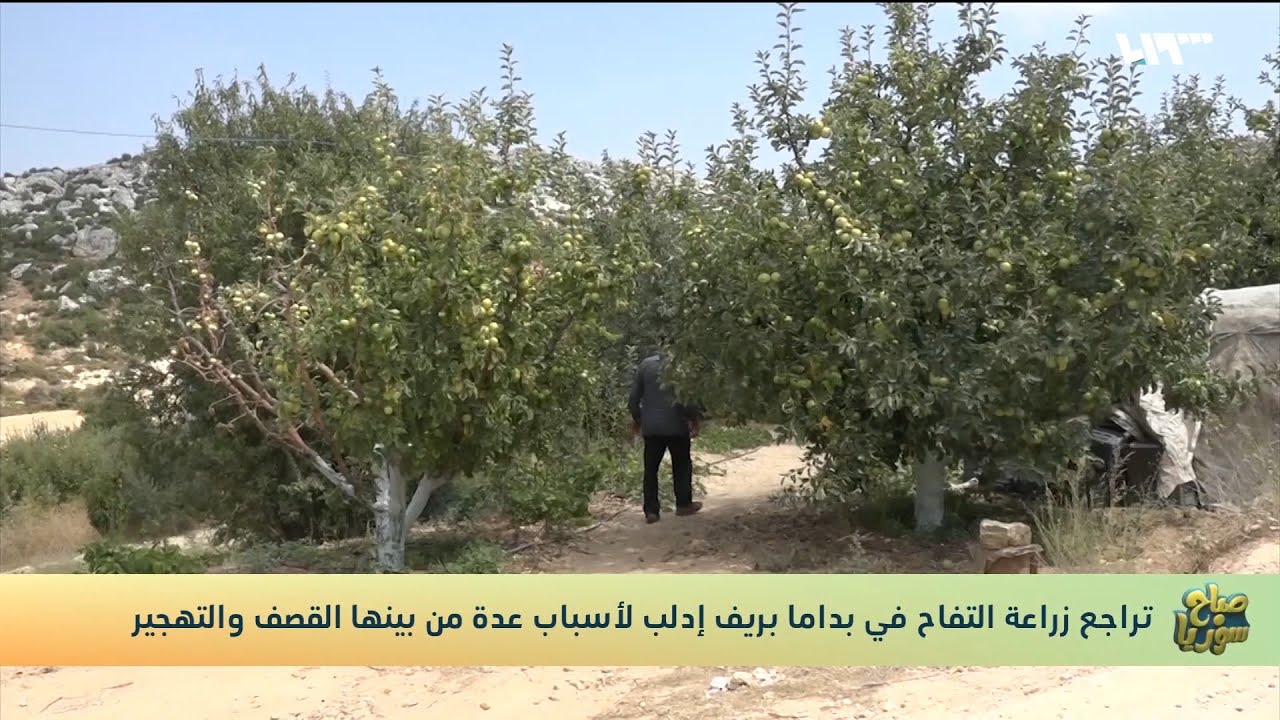 تراجع زراعة التفاح في بداما بريف إدلب لأسباب عدة من بينها القصف والتهجي