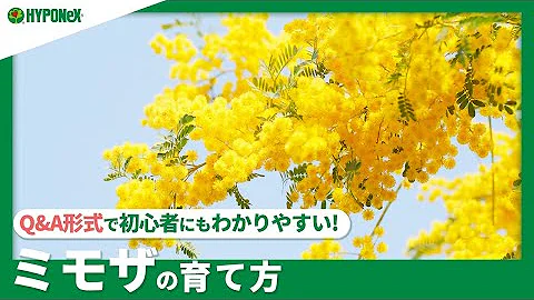 ミモザ Mp3