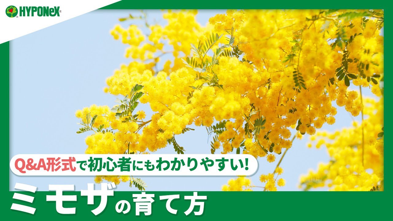 庭木におすすめ 可愛らしい黄色い花を咲かせるミモザの育て方 植物とあなたをつなぐplantia