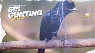 Sri Gunting Gacor Masteran Besetan Dan Nembak Tembakan Jernih