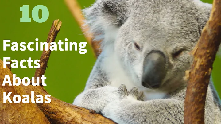 10 Fascinating Facts About Koalas
