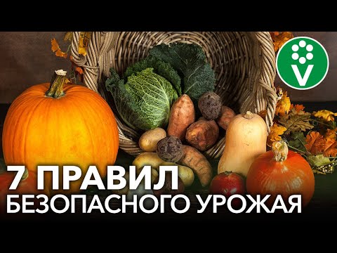 ЗАБУДЬТЕ О ВРЕДЕ НИТРАТОВ! Простые правила употребления овощей и фруктов