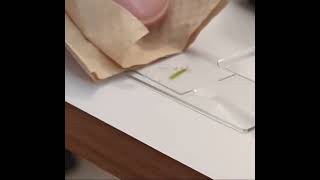 Adding Saltwater to Elodea Cells