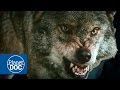 Wild Wolves Hunting | HD Documentary