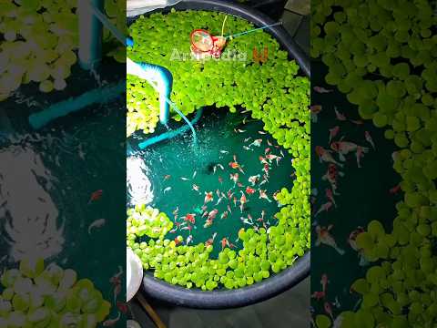 Memelihara ikan hias cantik di kolam mini dalam rumah #ikanhiasairtawar #ikan #aquarium