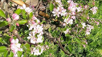 Winter pruning update - restoring overgrown cordons