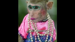 А я иду такая вся в Dolce & Gabbana. Новогоднее представление 2017. А я иду такая вся в Dolce & Gabbana. Новогоднее представление 2017.
