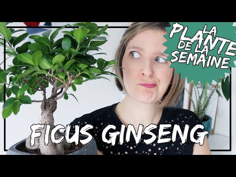 Vidéo: Ginseng Ficus Bonsai Care – Cultiver le ginseng Ficus comme un bonsaï