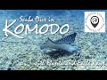 Scuba Diving in Komodo with Manta and Eagle Rays