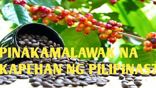 SAAN BA ANG PINAKAMALAWAK NA TANIMAN NG KAPE SA PILIPINAS?