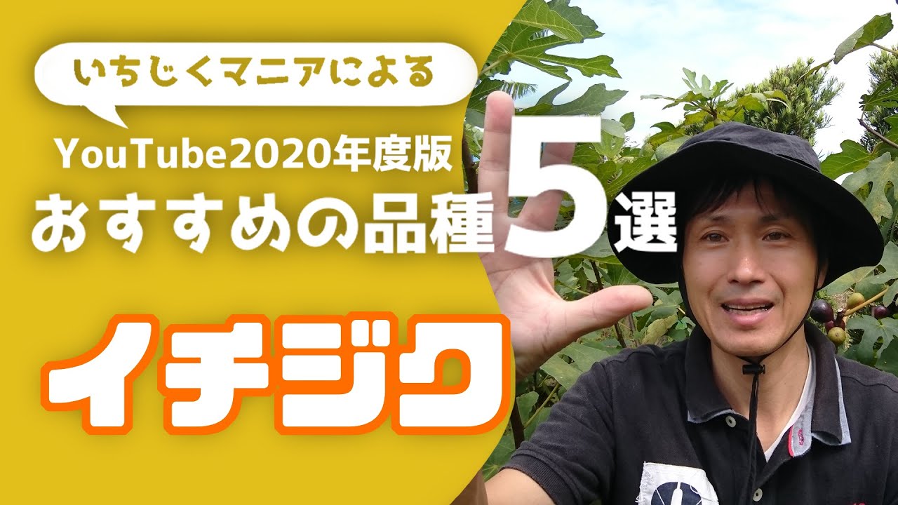 イチジクマニアが選ぶ オススメの品種5選 今年はこれが良かった Youtube