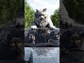 White cat chaos on a speeding car. Fast, funny CGI action. #WhiteCat #CGI #FunnyCat #CatChaos