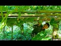 Harvest cucumbers - Living in the forest for 200 days, Build a farm in the forest | Ep.52