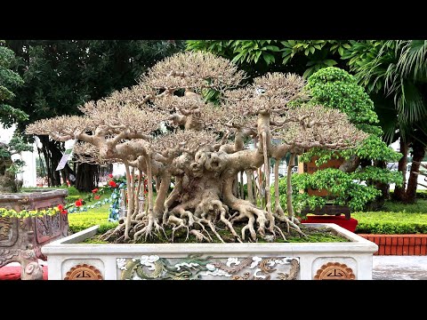 Video Những cây cảnh tuyệt đẹp đã có mặt tại triển lãm SVC... - youtube