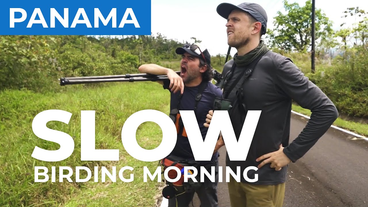 Slow Birding Morning. Can We Save It? | Panama Episode 1 | Field Guides