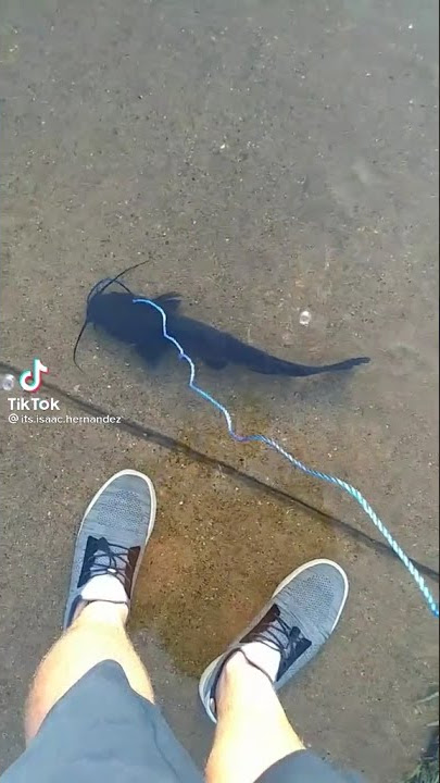 Do you take your pet fish on a Walk tiktok: its.isaac.hernandez