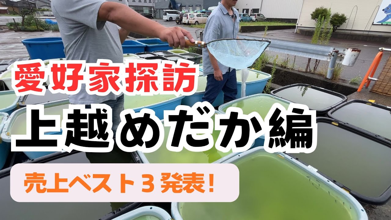 売上トップ３は！【上越めだか】めだか愛好家の飼育場を巡るシリーズ