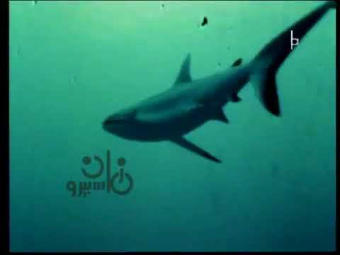 عالم البحار د حامد جوهر طرق مراقبة القروش البحرية