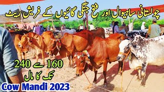 Cholastani Sahiwal And Fatehjhangi MilkingCows Latest Rate on Gondal MandiGondal Mandi latestupdate