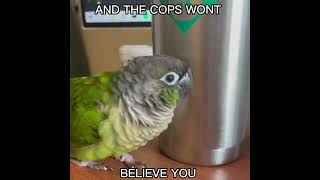 THIS IS A JOKE #greencheekedconure #birb #animalmeme #birdmeme #funny #meme #jokes #shorts screenshot 4