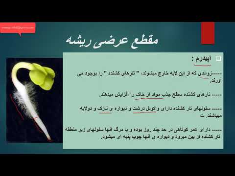 صفر تا صد زیست شناسی( فیزیولوژی گیاهی : اندامهای رویشی گیاهان نهاندانه)