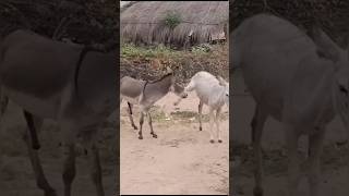 #Animals Shorts Donkeys #please subscribe channel