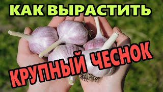 Чеснок весной ЧЕРЕЗ РАССАДУ.  СУПЕР МЕТОД. Утепление грядок! ПОЖАР В САДОВОДСТВЕ.