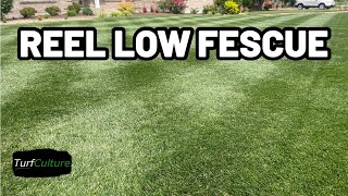 Bonfire Tall Fescue - How I TRANSFORMED My Lawn To Short Cut Grass