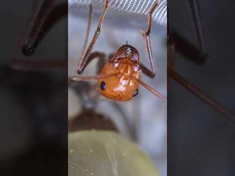 My Small Honeypot Ants Finally Moved!!