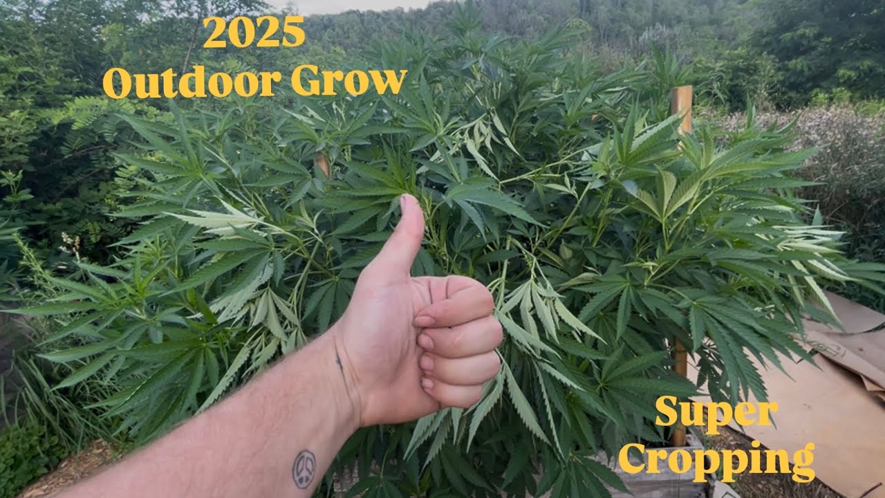 Super Cropping for BIG YIELDS! - training outdoor plants!
