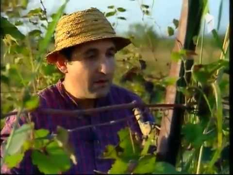 ნიკა ბახია რთველი ჩვენი ფერმა