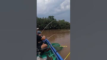 Câu cá ngát sông, thấy ăn nhẹ, ai ngờ con cá to ngon quá
