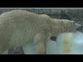 Gebt den Bären Eis, es ist viel zu heiß für die Bären!