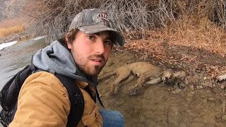 Dead Mountain Lion Found While Fishing